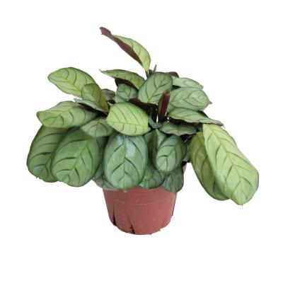 efeu setzlinge Efeu 'Wonder' - Hedera helix wonder main image 1