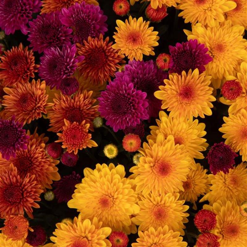 An image of Benken-grown Garden Mums in Cheryl Mixed Colors