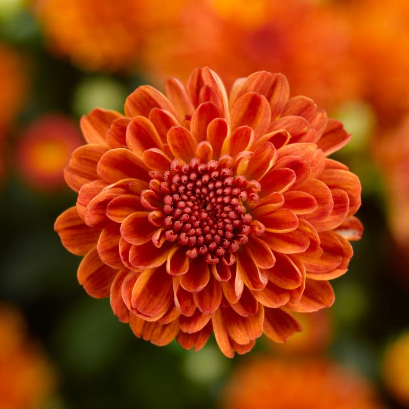An image of Fall Mum - Gigi Orange