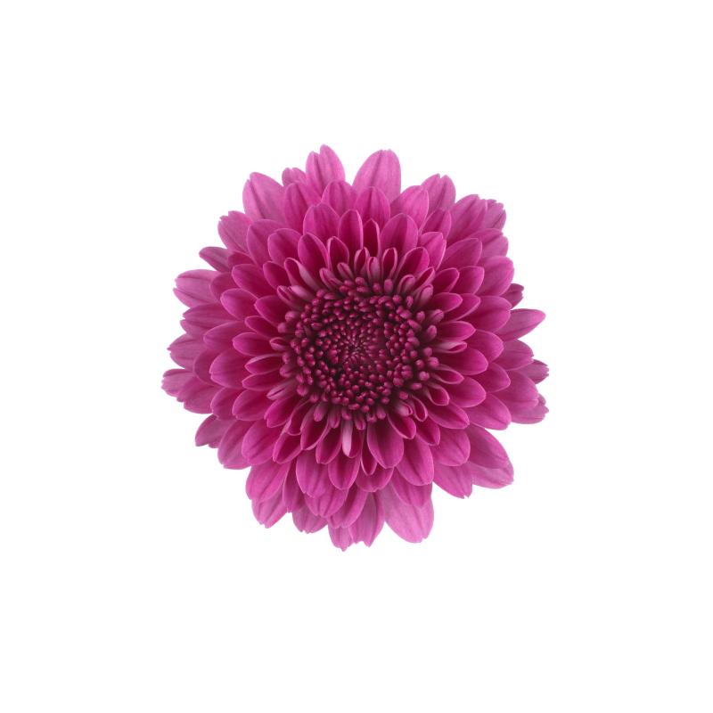 An image of Fall Mum - Cheryl Regal Purple