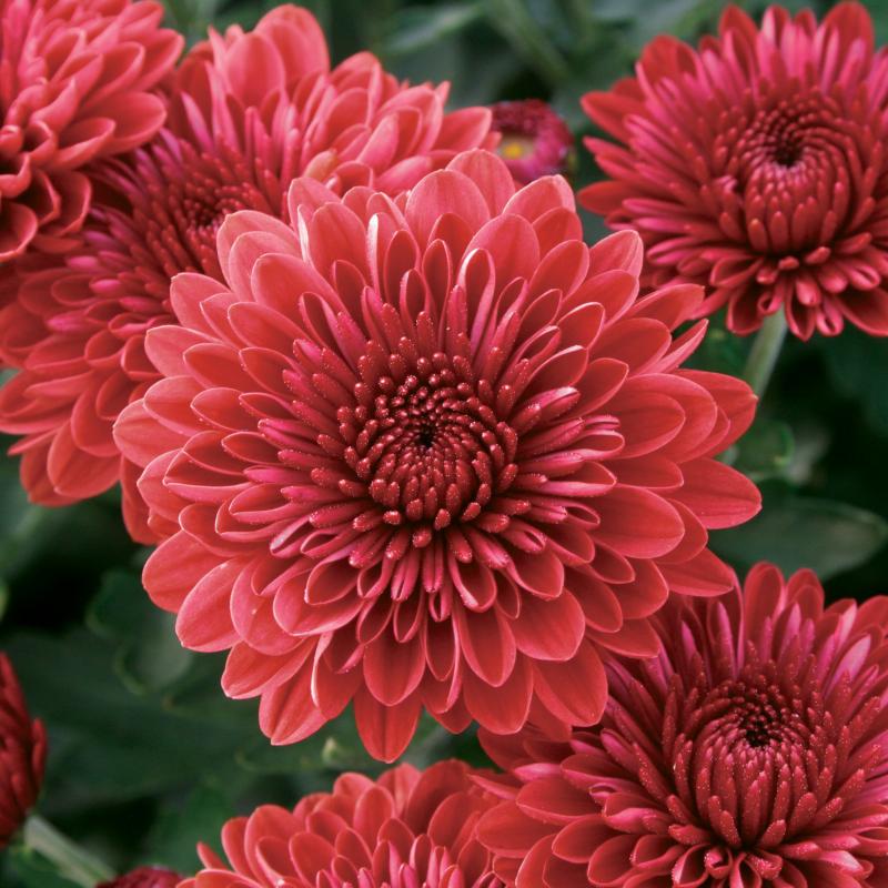 An image of Fall Mum - Cheryl Jolly Red