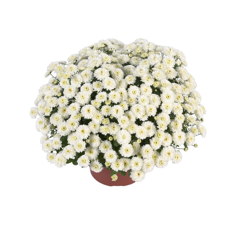 An image of Fall Mum - Gigi Snow