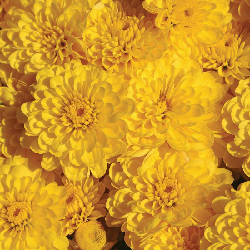 An image of Garden Mum - Gigi Yellow
