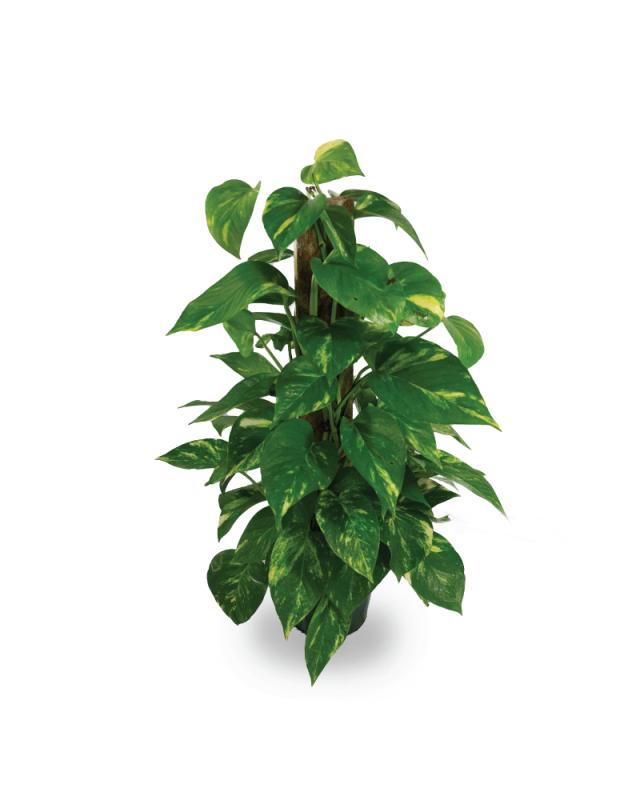An image of Pothos - Golden - Totem - 6"