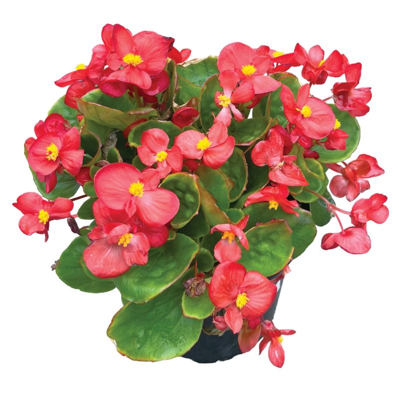 An image of Wax Begonia - Bada Bing Scarlett - 6.5"