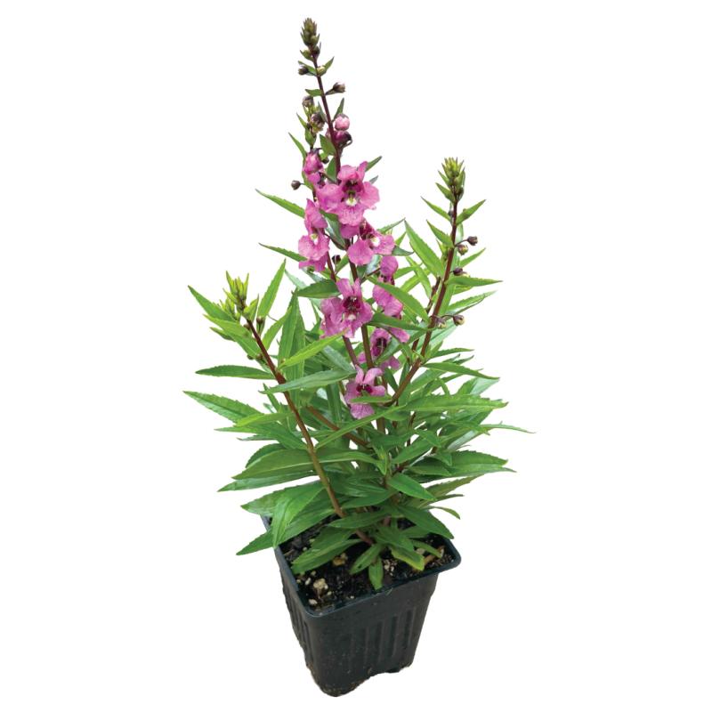 An image of Angelonia Serena Rose in a 3" grow pot