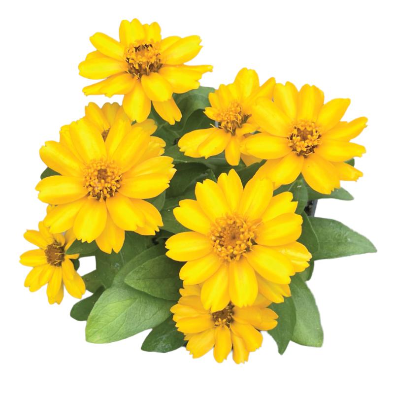 An image of Zinnia Zahara Sunburst in a 3" Grow Pot