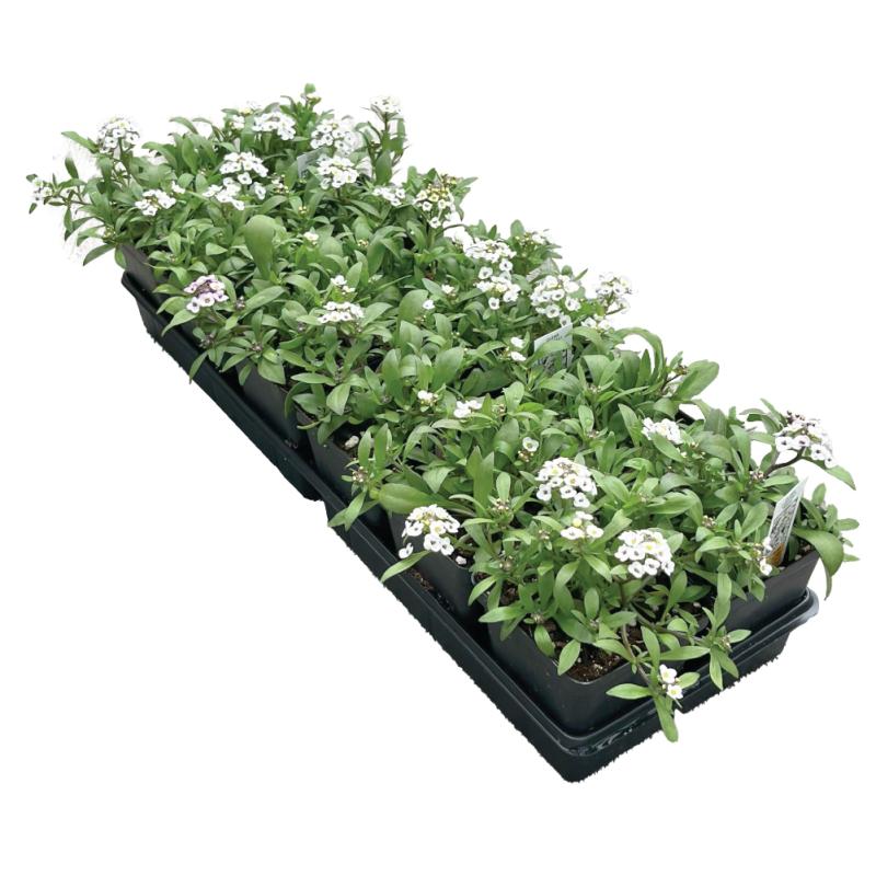 An image of Tray of (12) 3" Alyssum Starts
