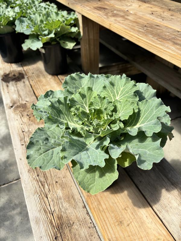 An image of Ornamental Cabbage 1 Qt