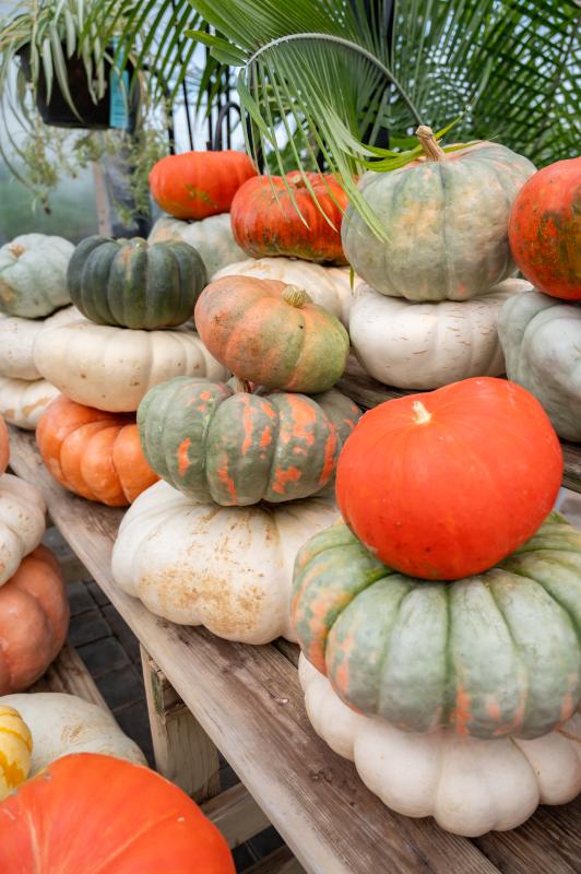 An image of Funky Pumpkins/Gourds Mini