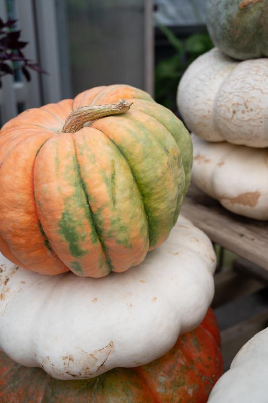 An image of Funky Pumpkins/Gourds Mini