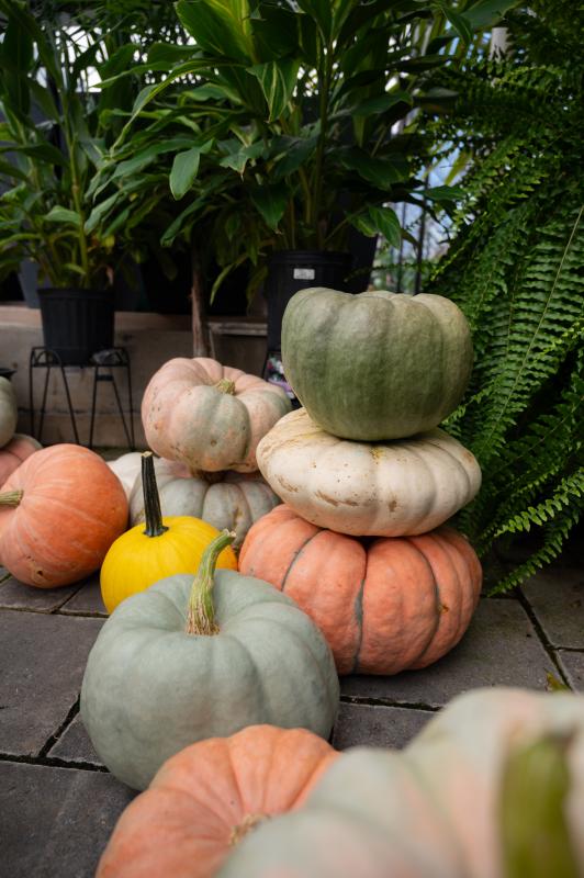 An image of Funky Pumpkins/Gourds Mini