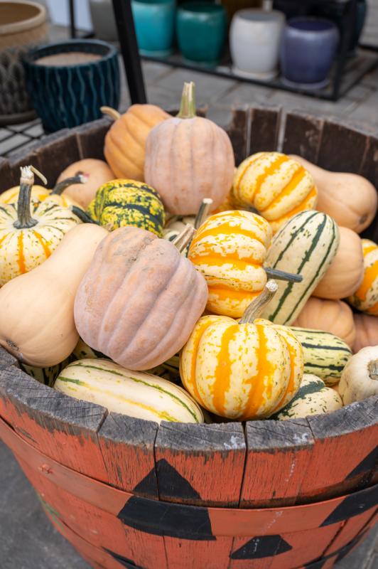 An image of Funky Pumpkins/Gourds Mini