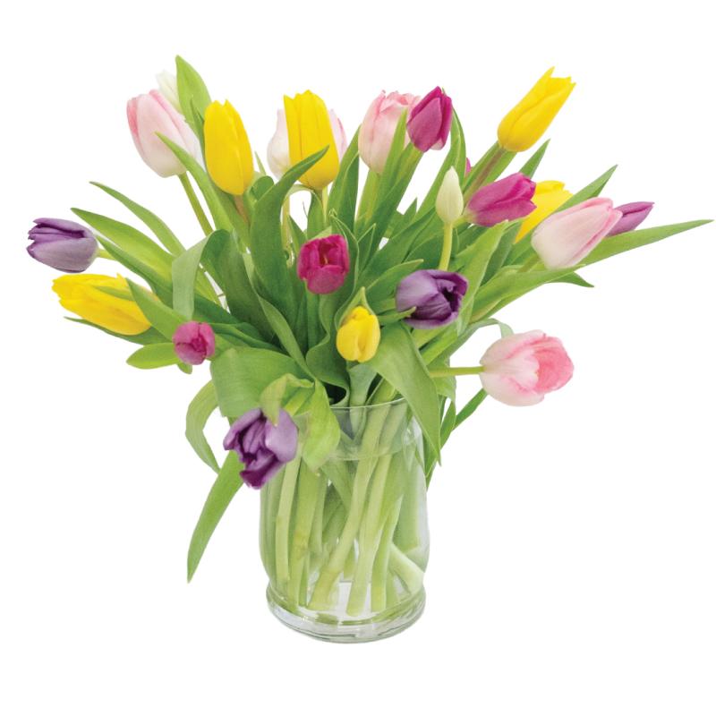 An image of 2 Dozen Mixed Tulips