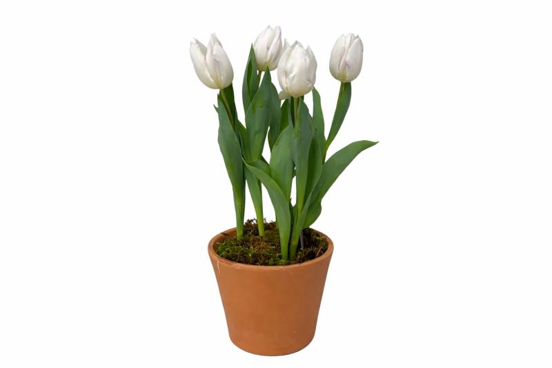 An image of 6 Inch Tulip In Terra-Cotta Orange