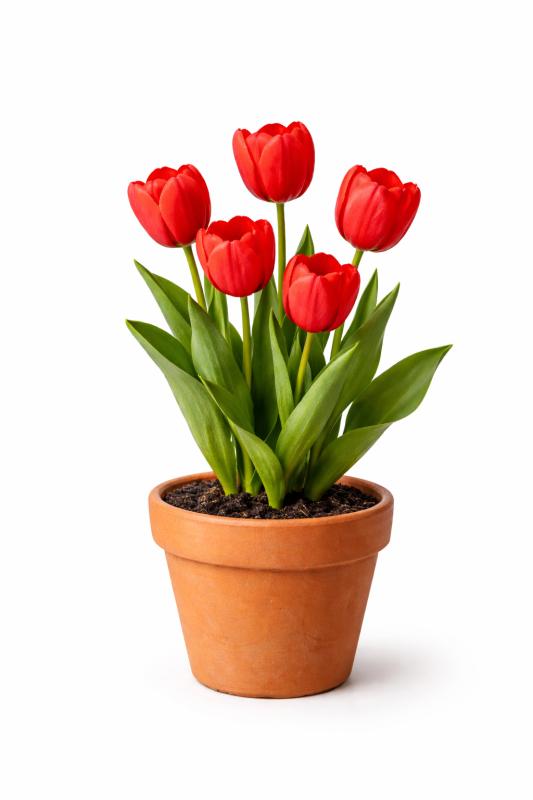 An image of 6 Inch Tulip In Terra-Cotta Orange
