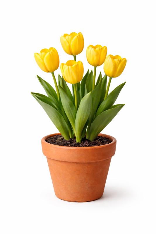 An image of 6 Inch Tulip In Terra-Cotta Orange