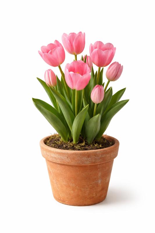 An image of 6 Inch Tulip In Terra-Cotta Orange