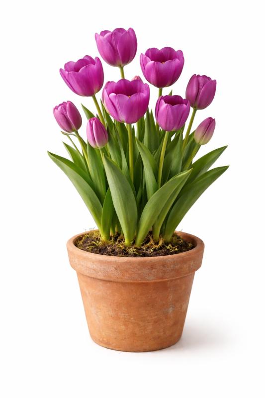 An image of 6 Inch Tulip In Terra-Cotta Orange