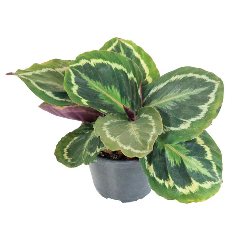 An image of Calathea Medallion - 6"