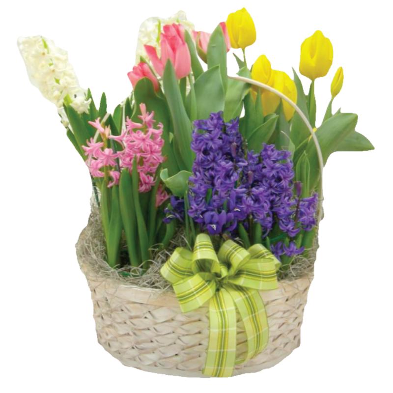 An image of Spring Bulb Basket Standard