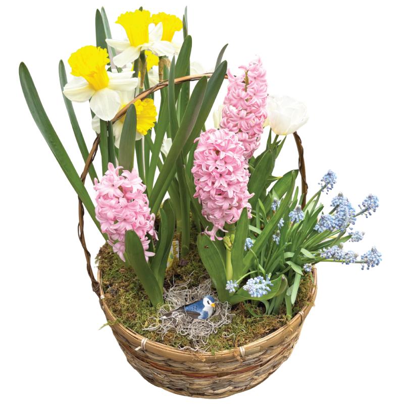 An image of Spring Bulb Basket Standard