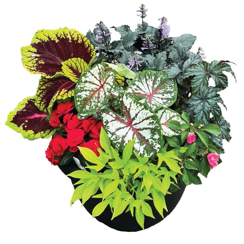 An image of Benken grown combo pot for shade