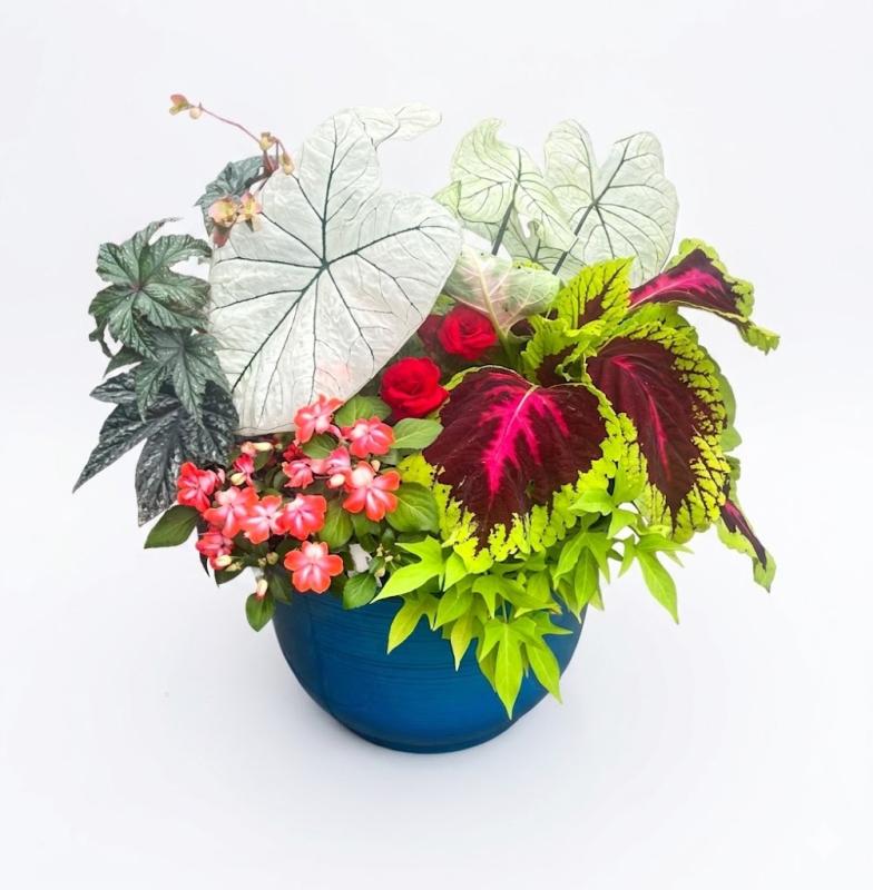 An image of Combo Pot Shade 12" Vibrant Pot