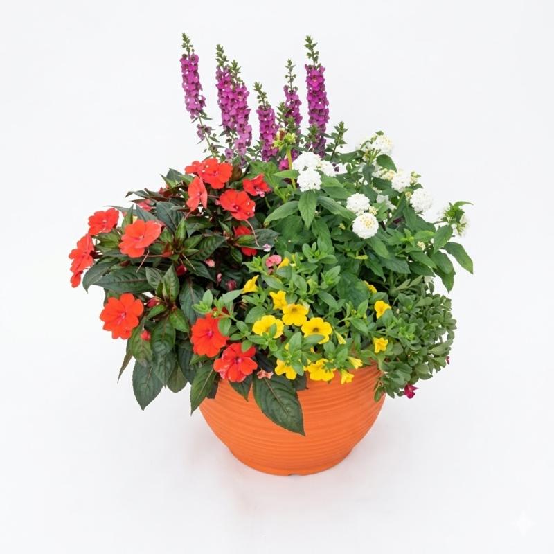 An image of Combo Pot Sun 12" Vibrant Pot