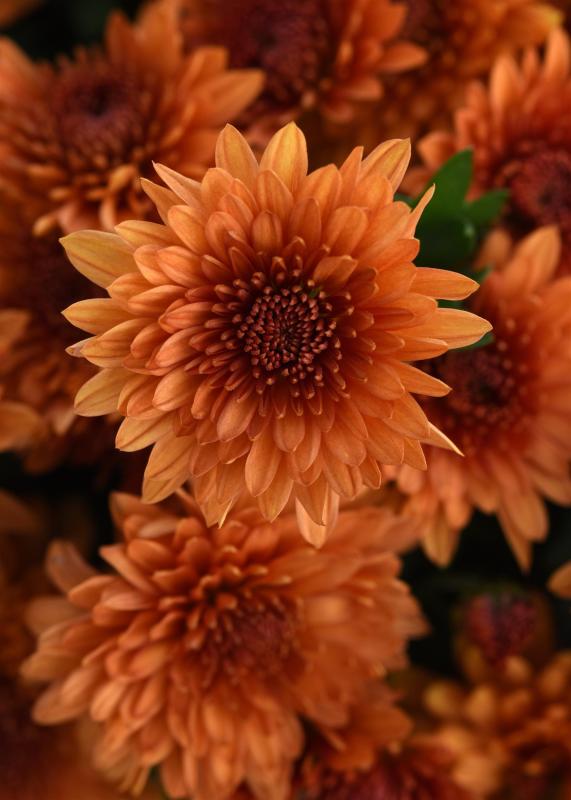 An image of Fall Mum - Blazing Orange