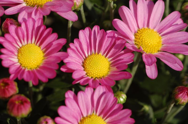 An image of Garden Mum - Amphion Purple