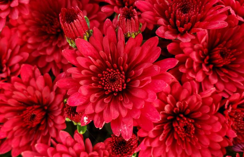 An image of Fall Mum - Majesty Red