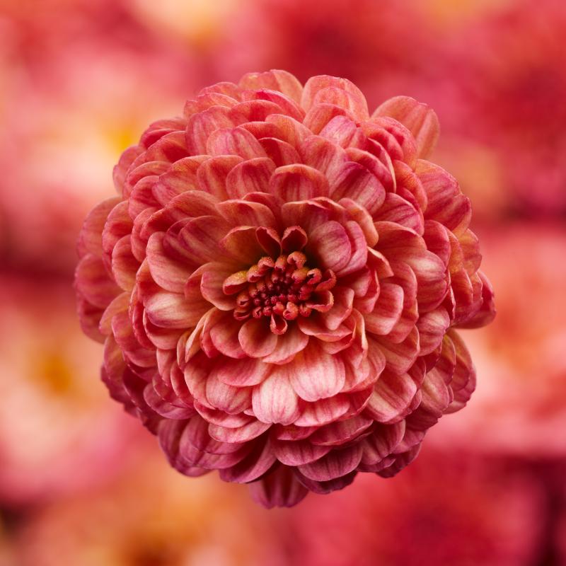 An image of Fall Mum - Gigi Coral