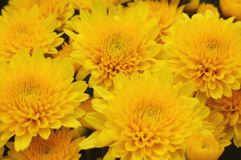 An image of Fall Mum - Yellow Tang