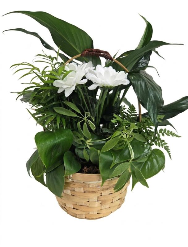 An image of Planter With Cuts Medium In Basket