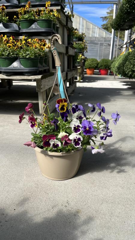 An image of Pansy 6"
