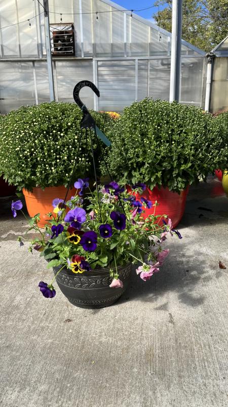 An image of Pansy 6"