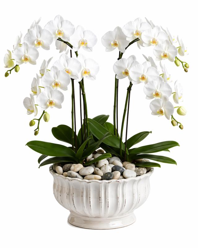 An image of Elegant Orchids Colorful Single