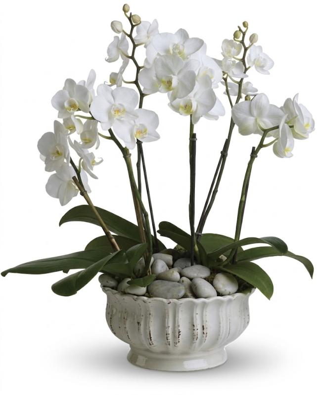 An image of Elegant Orchids Colorful Single