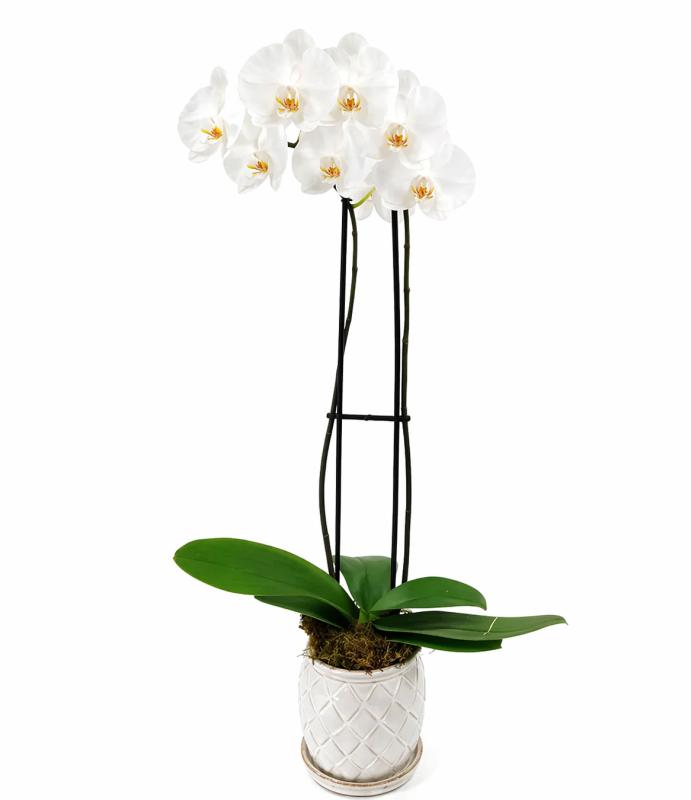 An image of Elegant Orchids Colorful Single