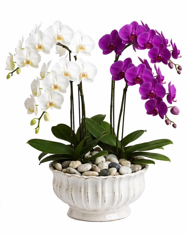 An image of Elegant Orchids Colorful Single