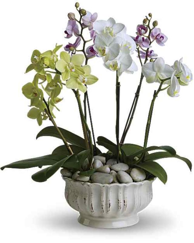 An image of Elegant Orchids Colorful Single
