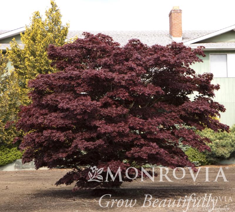 An image of Japanese Maple Bloodgood 5 gal