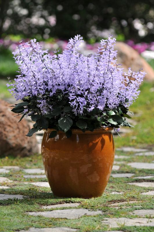 An image of Plectranthus Mona Lavender