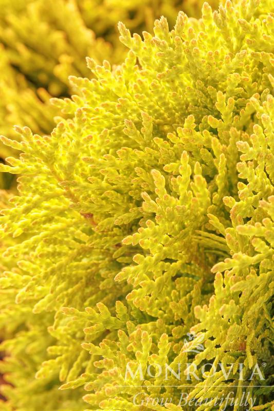 An image of Arborvitae Golden Child 1 gal