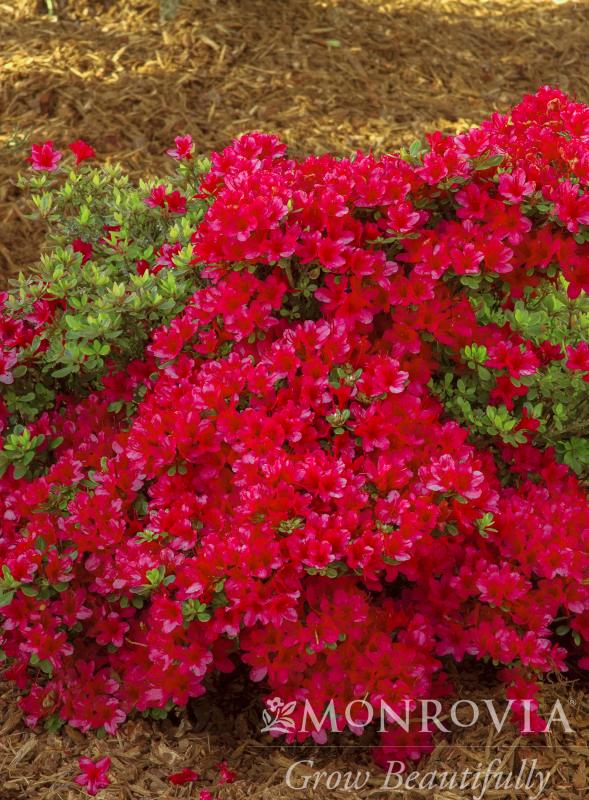 An image of Azalea Hino Crimson 2 gal