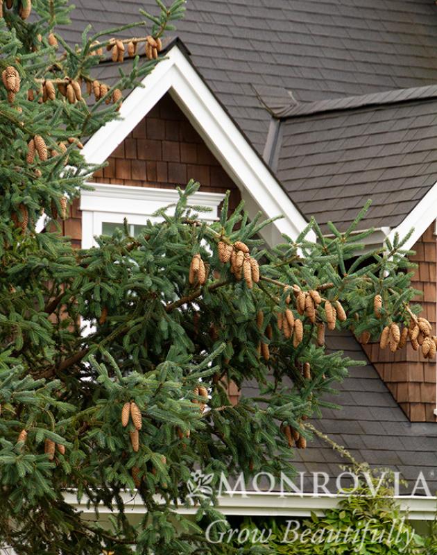 An image of Norway Spruce 5 gal