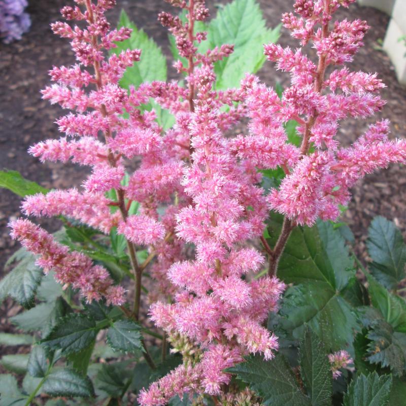 An image of Astilbe - Vision in Pink