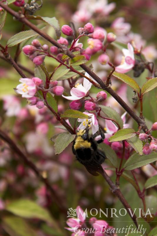 An image of Deutzia Nikko Blush 2 gal