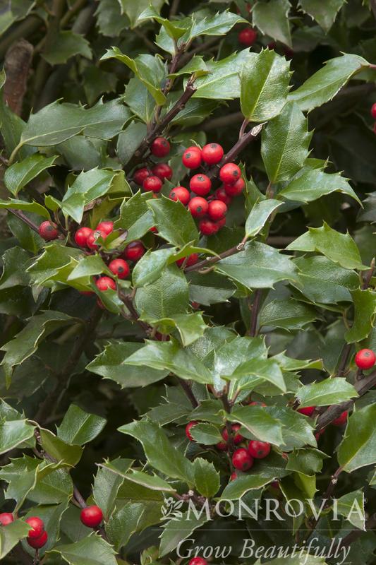 An image of Holly Berri-Magic Kids 2 gal